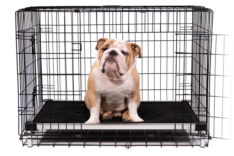 Chew Proof Armored Elevated Padded Dog Crate Bed