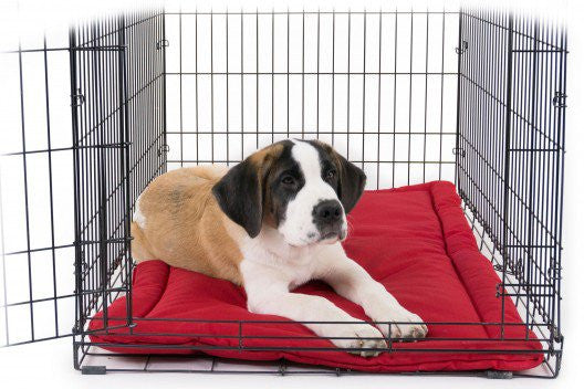 chew-proof dog crate bed