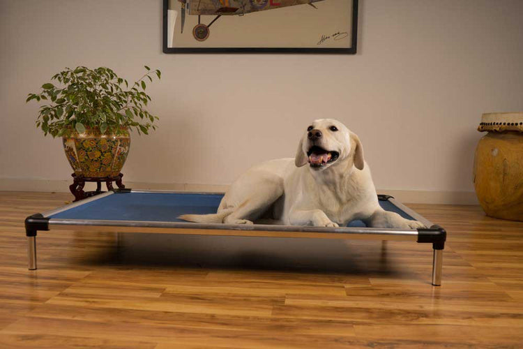 elevated chew proof dog bed outdoor and indoor