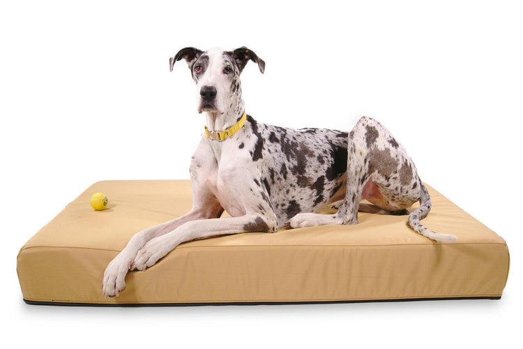 large dog beds for big dogs great dane