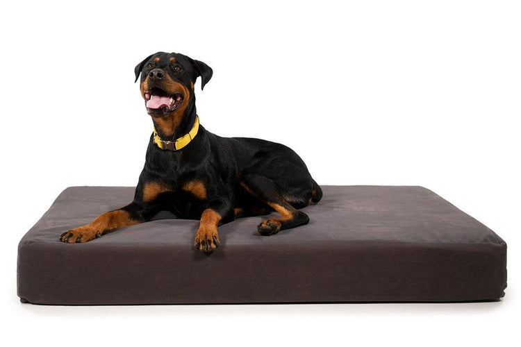 big dog beds for large breeds rottweiller